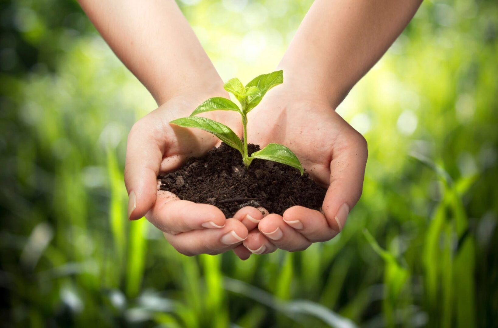 Hands holding seedling