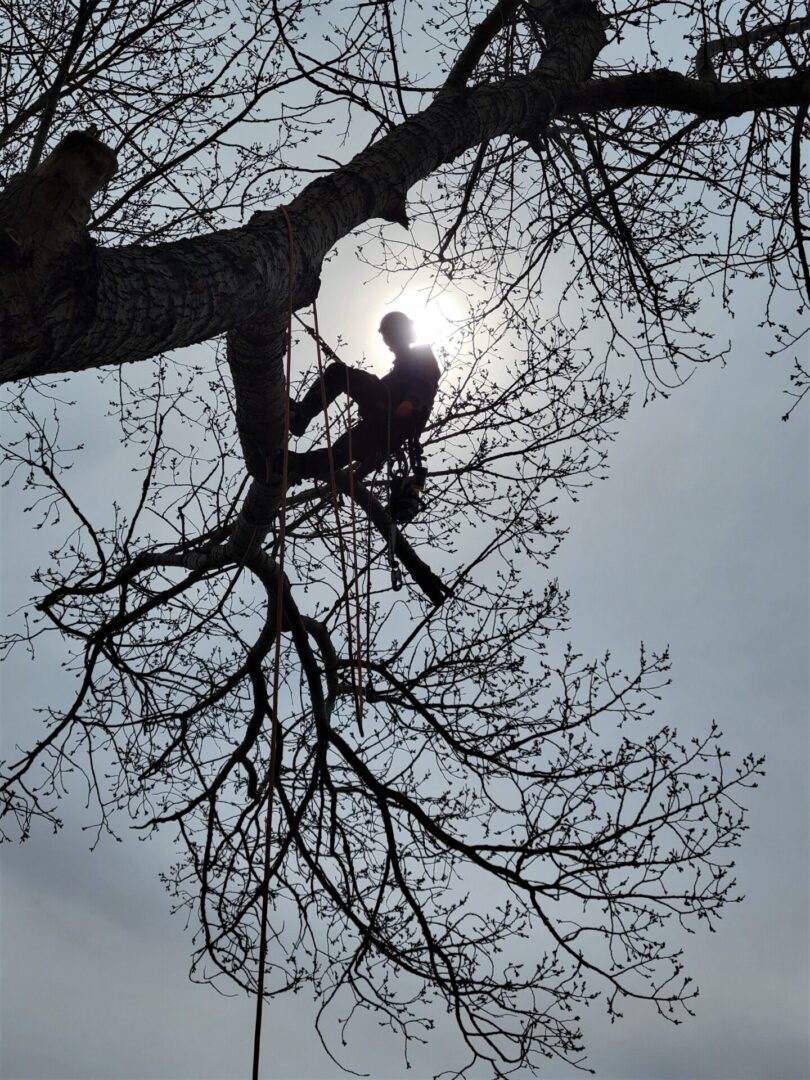 A person up the tree’s branches