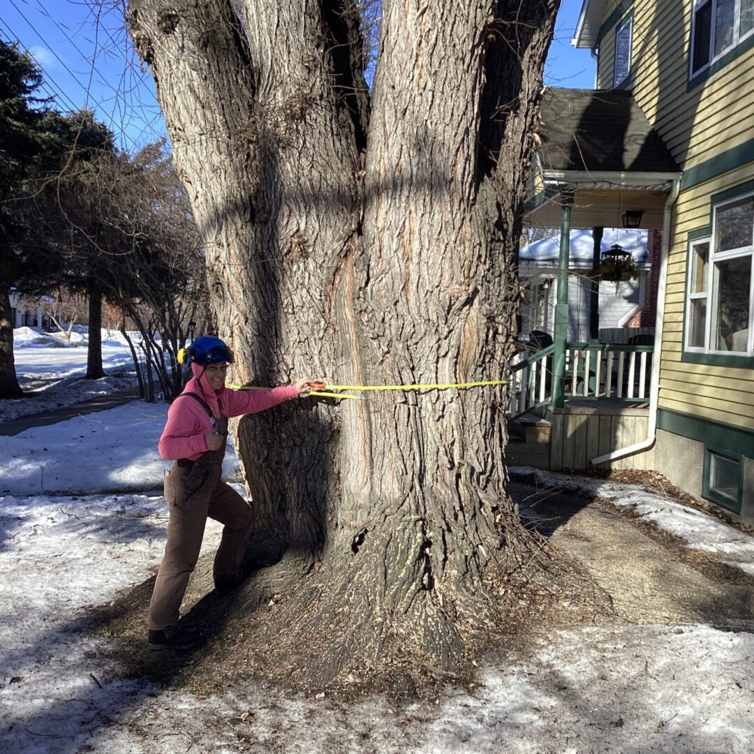 A person measuring a tree’s trunk