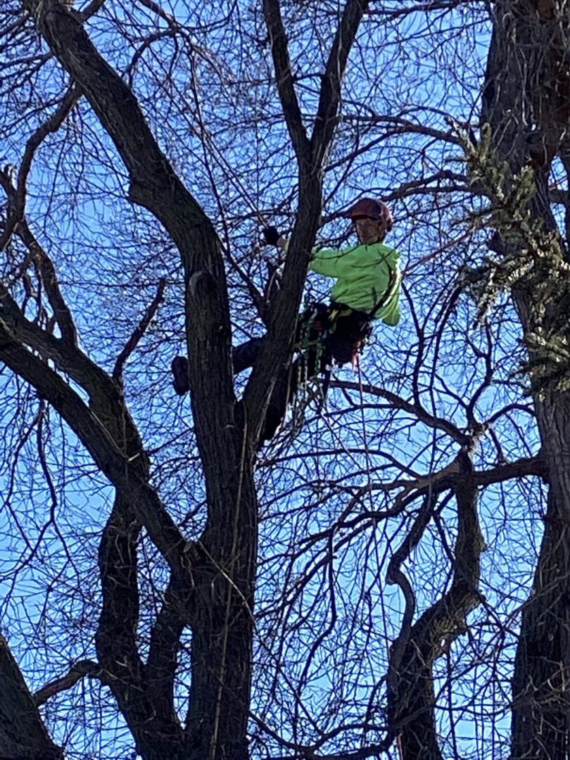 A person hanging from the branches of the tree with safety lines