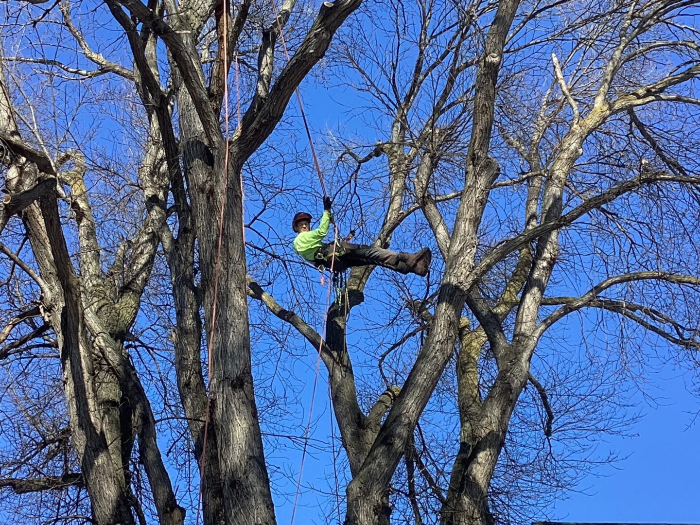A man going down the tree with a rope
