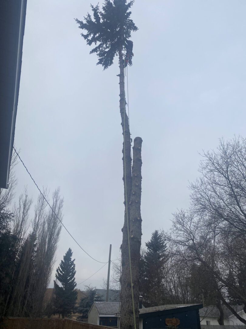 A person cutting away the top of the tree