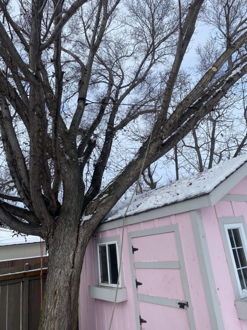 A tree touching the roof of the house