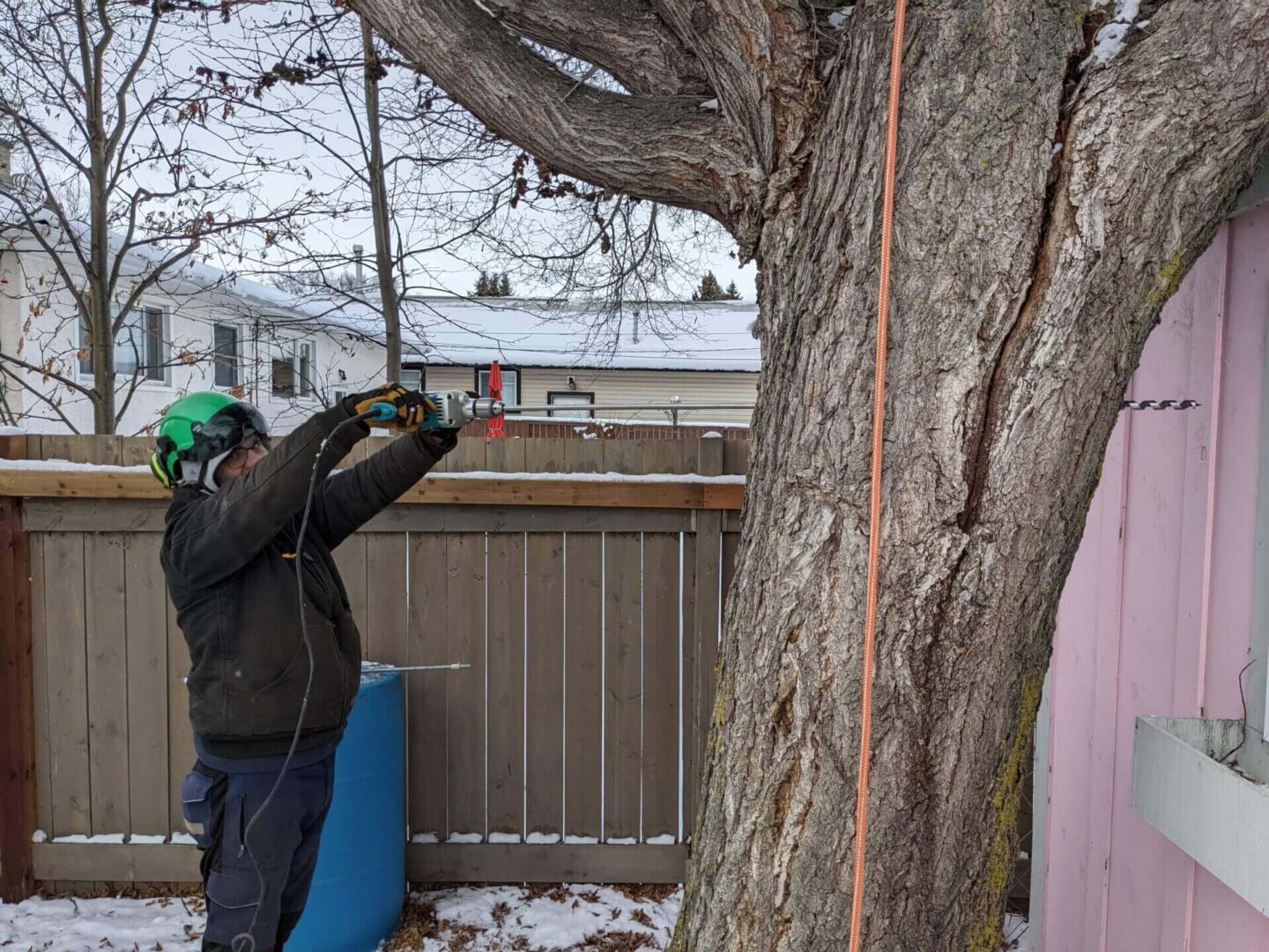 A person drilling through the tree’s trunk