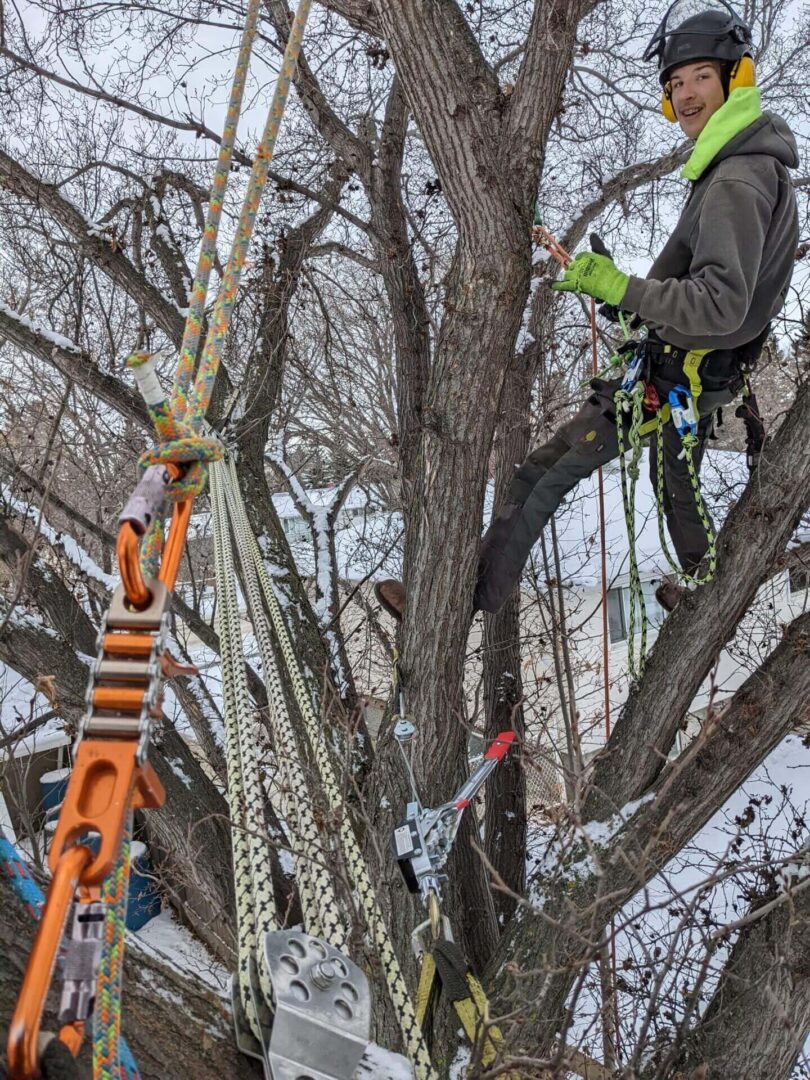 A person hanging from a rope to cut the tree’s branches