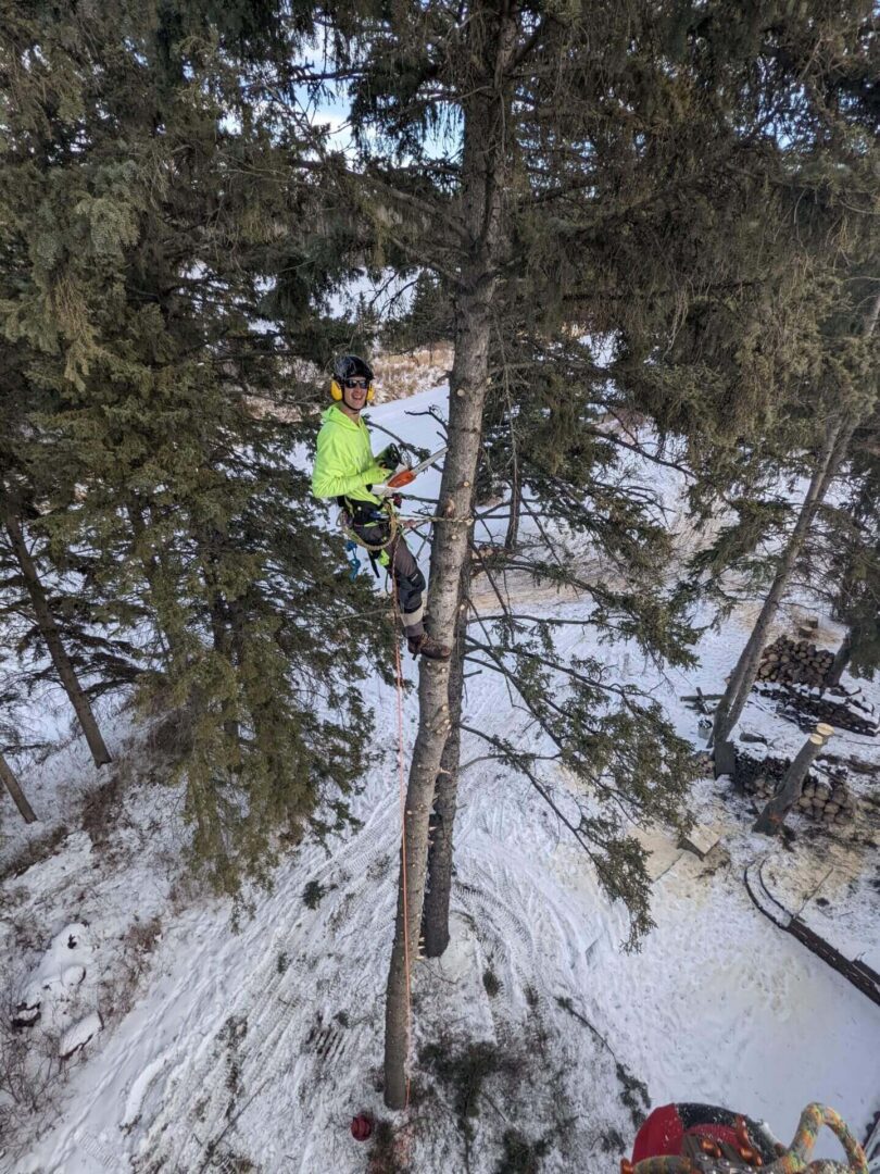A person with a chainsaw to cut the tree
